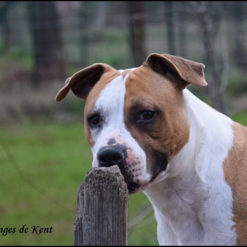 Femelle american staffordshire terrier #1