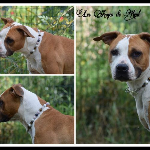 Femelle american staffordshire terrier #2