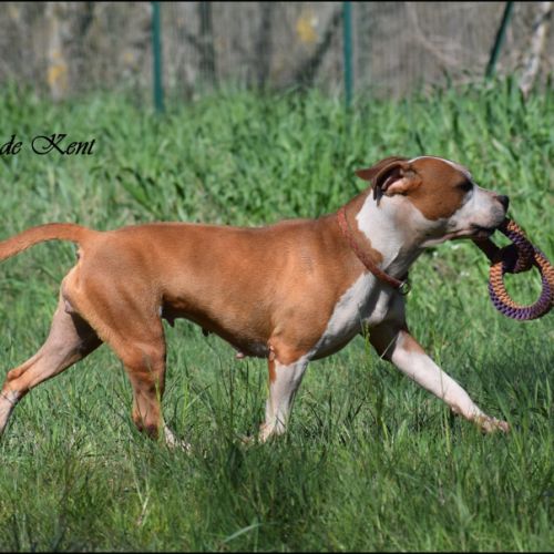 Femelle american staffordshire terrier #3