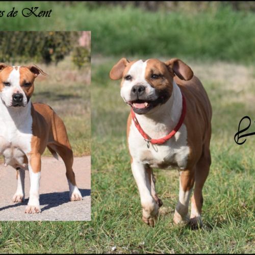 Femelle american staffordshire terrier #0