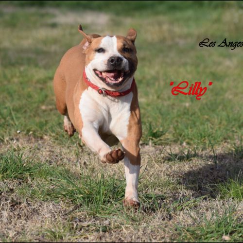 Femelle american staffordshire terrier #7