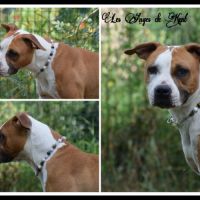 Femelle american staffordshire terrier #2