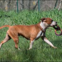 Femelle american staffordshire terrier #3