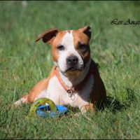 Femelle american staffordshire terrier #4
