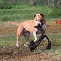 Femelle american staffordshire terrier #5