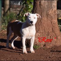 Chiots american staffordshire terrier lof #1