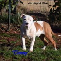 Chiots american staffordshire terrier lof #2