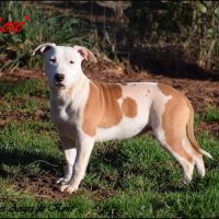 Chiots american staffordshire terrier lof #4