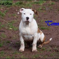 Chiots american staffordshire terrier lof #5