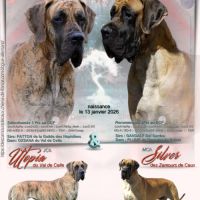 Bébés dogue allemand bringés