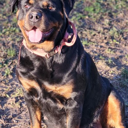 Chiots rottweiler lof #2