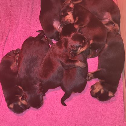 Chiots rottweiler lof #3