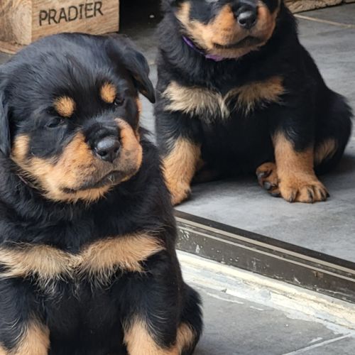 Chiots rottweiler lof