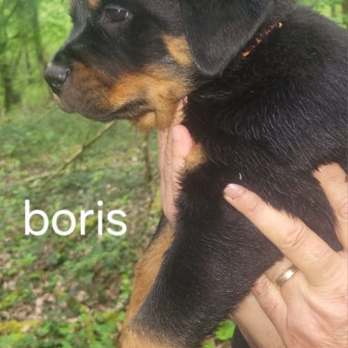 Chiots rottweiler lof #0