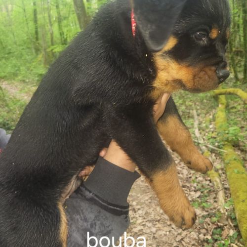 Chiots rottweiler lof #3