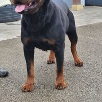 Chiots rottweiler lof #1