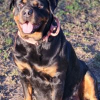 Chiots rottweiler lof #2