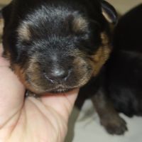 Chiots rottweiler lof #0