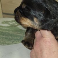 Chiots rottweiler lof #5