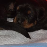 Chiots rottweiler lof #6