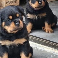Chiots rottweiler lof