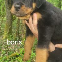 Chiots rottweiler lof #2