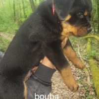 Chiots rottweiler lof #3