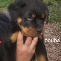 Chiots rottweiler lof #4