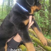 Chiots rottweiler lof #5