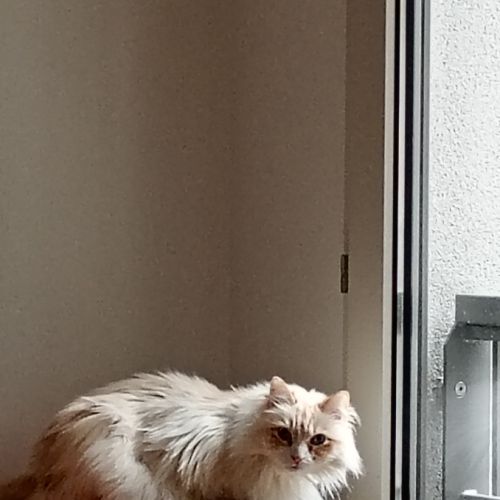 Échange chat sibérien contre shorthair #1