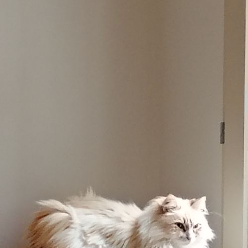 Échange chat sibérien contre shorthair