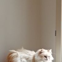 Échange chat sibérien contre shorthair