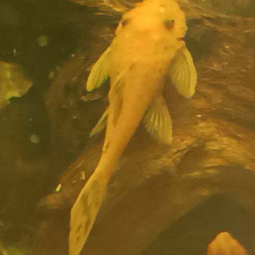 Ancistrus divers #2