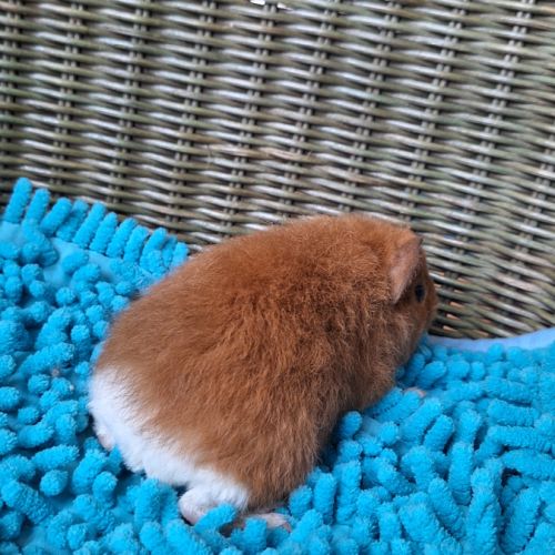 Duo de bébés mâles #3