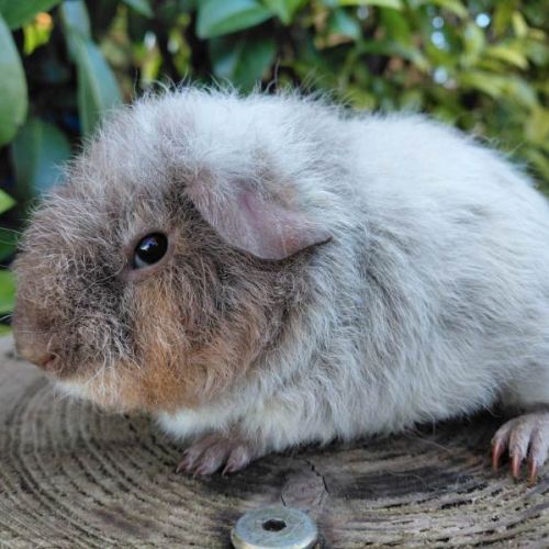 Duo de bébés mâles #4