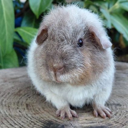 Duo de bébés mâles #5