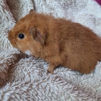 Duo de bébés mâles