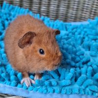 Duo de bébés mâles #2