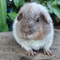 Duo de bébés mâles #5