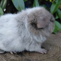 Duo de bébés mâles #6