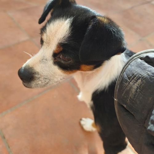 Feferino, petit croisé bodeguero – mâle de 6kg #2