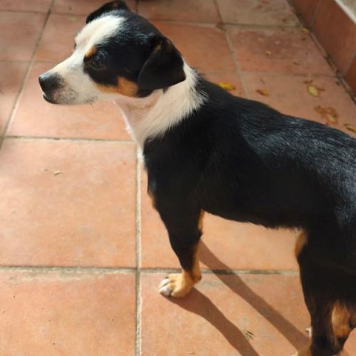 Feferino, petit croisé bodeguero – mâle de 6kg #3