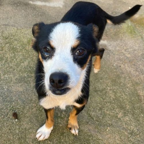 Feferino, petit croisé bodeguero – mâle de 6kg #4