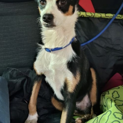 Feferino, petit croisé bodeguero – mâle de 6kg #5