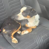 Feferino, petit croisé bodeguero – mâle de 6kg