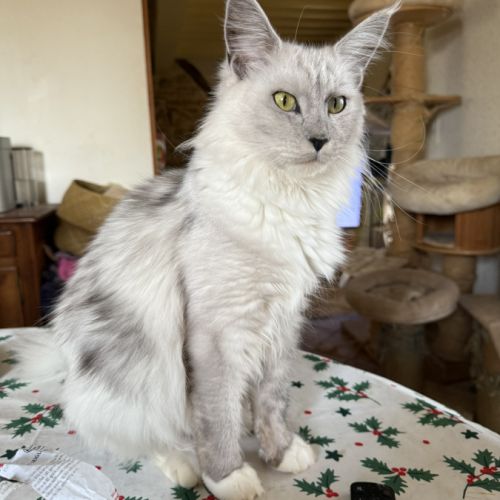 A réserver 2 magnifiques chatons maine coon loof #1