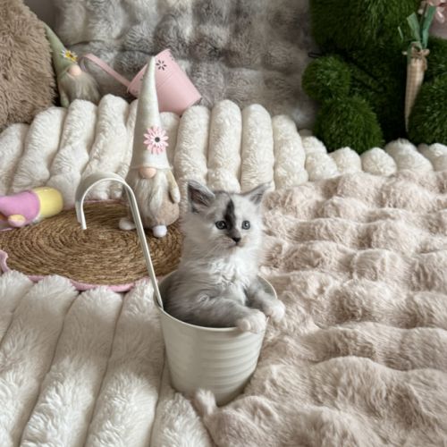 A réserver 2 magnifiques chatons maine coon loof #5