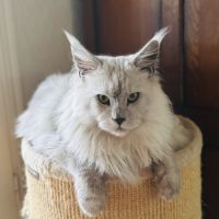 A réserver 2 magnifiques chatons maine coon loof #2