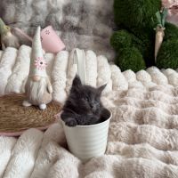 A réserver 2 magnifiques chatons maine coon loof #3