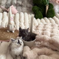 A réserver 2 magnifiques chatons maine coon loof #0